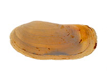 Oblong otter clam / Oblong otter-shell (Lutraria magna) Brittany, France