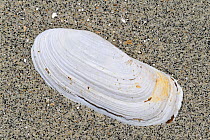 Oblong otter clam / Oblong otter-shell (Lutraria magna) on beach, Brittany, France