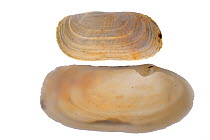 Narrow otter shell (Lutraria angustior) (above) and Oblong otter clam / Oblong otter-shell (Lutraria magna), Brittany, France