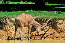 Pere David's deer / Milu (Elaphurus davidianus) stag standing in river and rubbing the velvet from its antlers, native to China, Captive
