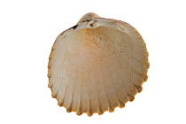Prickly cockle (Acanthocardia echinata) shell, Brittany, France