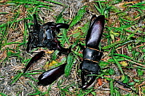 Stag beetle (Lucanus cervus) remains, predated by birds like magpies and crows, La Brenne, France