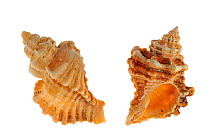 Sting winkle / Oyster drill / Hedgehog Murex (Ocenebra erinacea) shells, Brittany, France
