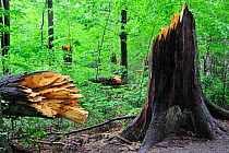 Storm damage in forest showing broken tree trunks, Bavarian Forest, Germany, May 2009