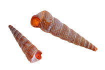 Turret-shells (Turritella communis), Brittany, France
