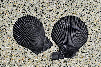 Variegated scallop (Chlamys varia / Mimachlamys varia) shells on beach showing the ears of right and left valves, Brittany, France