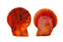 Variegated scallop (Chlamys / Mimachlamys varia) shells of the red variety, Brittany, France