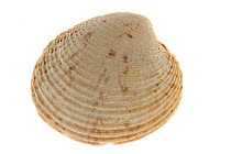 Warty venus (Venus verrucosa) shell, Brittany, France