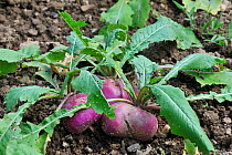 White turnip (Brassica rapa) in vegetable garden, Belgium