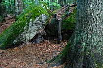 Wild boar (Sus scrofa) sleeping under boulder in forest, Germany