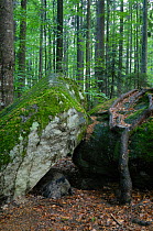 Wild boar (Sus scrofa) sleeping under boulder in forest, Germany