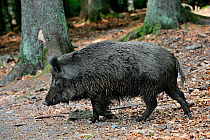 Wild boar (Sus scrofa) covered in mud after mud bath in forest, Bavarian Forest, Germany Captive
