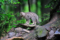 Wild cat (Felis silvestris) two kittens playing on tree trunk in forest, Germany. Captive
