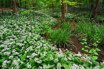 Wild garlic / Ramsons (Allium ursinum) along brook in spring woodland, Hallerbos, Belgium