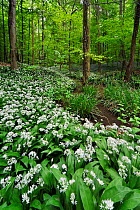Wild garlic / Ramsons (Allium ursinum) along brook in spring woodland, Hallerbos, Belgium