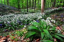 Wild garlic / Ramsons (Allium ursinum) and Bluebells (Scilla non-scripta / Endymion nonscriptus / Hyacinthoides non-scripta) along brook in spring woodland, Hallerbos, Belgium