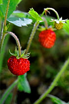 Woodland strawberry / Wild strawberries (Fragaria vesca) La Brenne, France