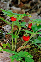 Woodland strawberry / Wild strawberries (Fragaria vesca) La Brenne, France