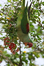 Alexandrine parrot / parakeet {Psittacula eupatria}, feeding on fruit in tree, UAE