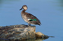 Common teal {Anas crecca} perched on rock beside water, Oman