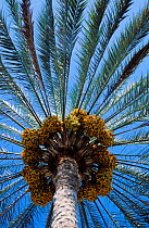 Date palm {Phoenix dactylifera} looking up at the ripening dates, Muscat, Oman