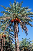 Date palm {Phoenix dactylifera} with ripe dates, Muscat, Oman