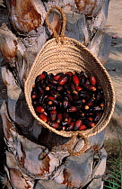 Date palm {Phoenix dactylifera} freshly harvested dates in basket made from palm fronds attached to the trunk of a date palm, Muscat, Oman