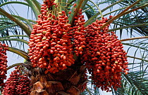 Date palm {Phoenix dactylifera} clusters of ripening dates, Muscat, Oman