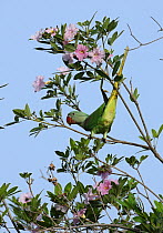 Alexandrine parakeet {Psittacula eupatria} feeding in flowering tree, UAE