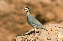 Arabian partridge {Alectoris melanocephala} perched on rock, Oman