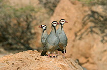 Arabian partridge {Alectoris melanocephala} three perched on rock, Oman