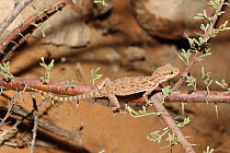 Baluch ground gecko {Bunopus tuberculatus} camouflaged in acacia bush, UAE