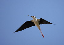 Black winged stilt {Himantopus himantopus} in flight, UAE