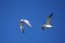 Caspian tern {Hydroprogne caspia} two in flight, digitally manipulated, USA