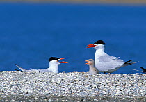 Caspian tern {Hydroprogne caspia} adults with chick, Turkey