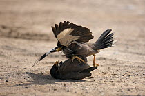 Common / Indian mynah {Acridotheres tristis}, power struggle, two males fighting, UAE