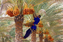 Date palm {Phoenix dactylifera} man harvesting dates in date plantation, Muscat, Oman