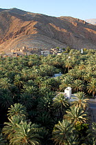 Date palm plantation, new houses and the old village of Birkat al Mawz at the foothills of the Jabal al Akhdar mountains, Oman, February 2003