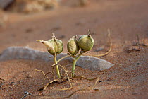 Dipcadi lily {Dipcadi biflorum}, seed pots in desert, UAE