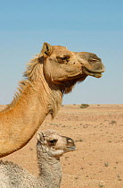 Dromedary / Arabian camel {Camelus dromedarius} mother and calf, Oman