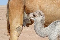 Dromedary / Arabian camel {Camelus dromedarius} calf at udder ready to drink, Oman