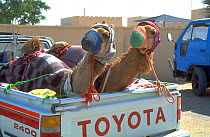 Two Dromedary / Arabian camels {Camelus dromedarius} being transported in a truck, Oman, January 1993