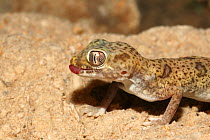 Eastern sand gecko {Stenodactylus leptocosymbotus} close-up, tongue out, UAE