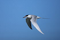 Forster's tern {Sterna forsteri} in flight, Texas, USA