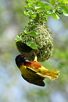Eastern golden backed weaver {Ploceus jacksoni}, male displaying at nest, UAE