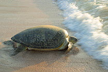 Green turtle {Chelonia mydas} female returning to the sea after laying eggs, Ras al Jinz, Oman