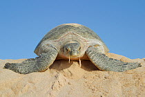 Green turtle {Chelonia mydas} female on beach, Ras al Jinz, Oman