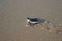 Green turtle {Chelonia mydas} hatchling on its way to the sea, Ras al Jinz, Oman