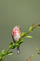 Linnet {Acanthis cannabina} perched, Kyrgyzstan