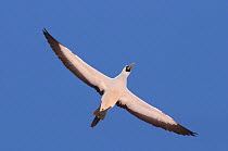 Masked booby {Sula dactylatra} adult in flight, Oman